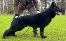German Shepherd dogs for stud: IPG1 German shepherd for stud - Image 2