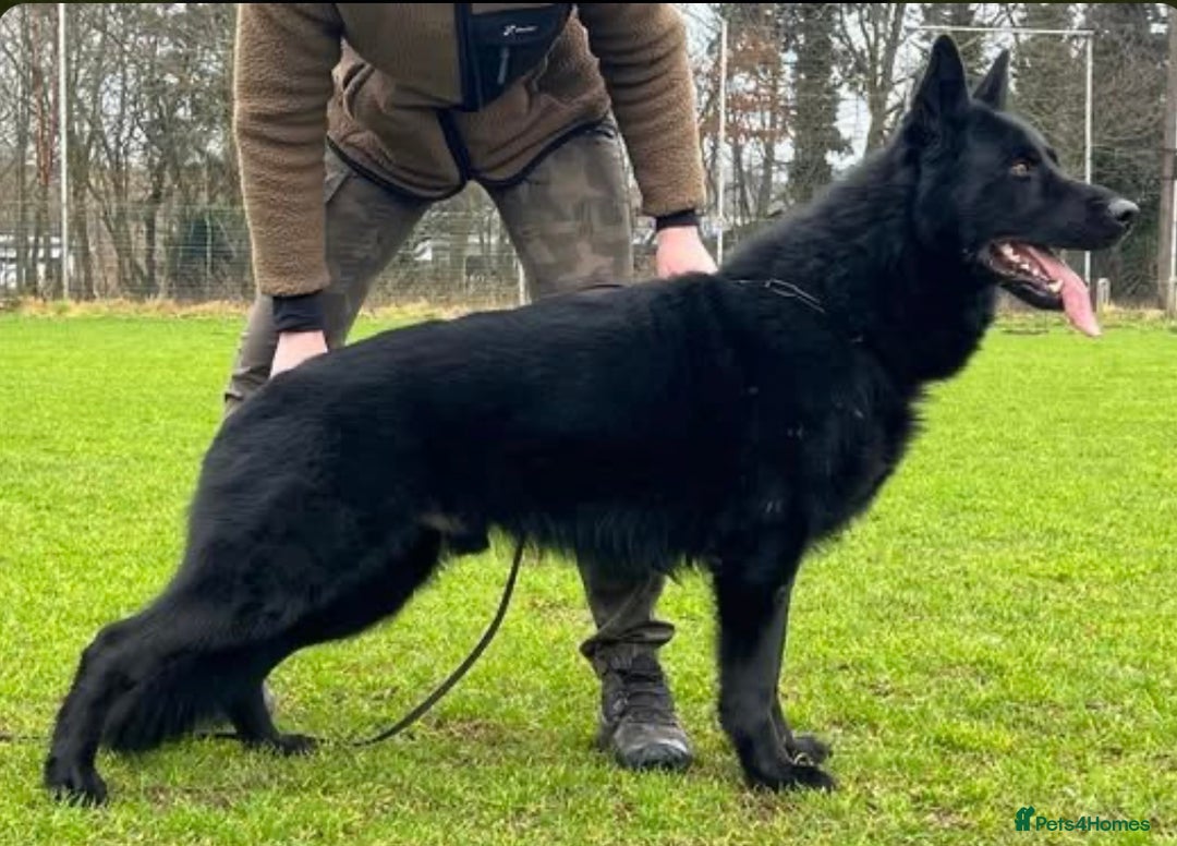 German Shepherd dogs for stud: IPG1 German shepherd for stud - Image 2