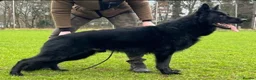 German Shepherd dogs for stud: Working German shepherd for stud - Advert 2