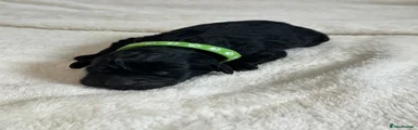 Mr Green