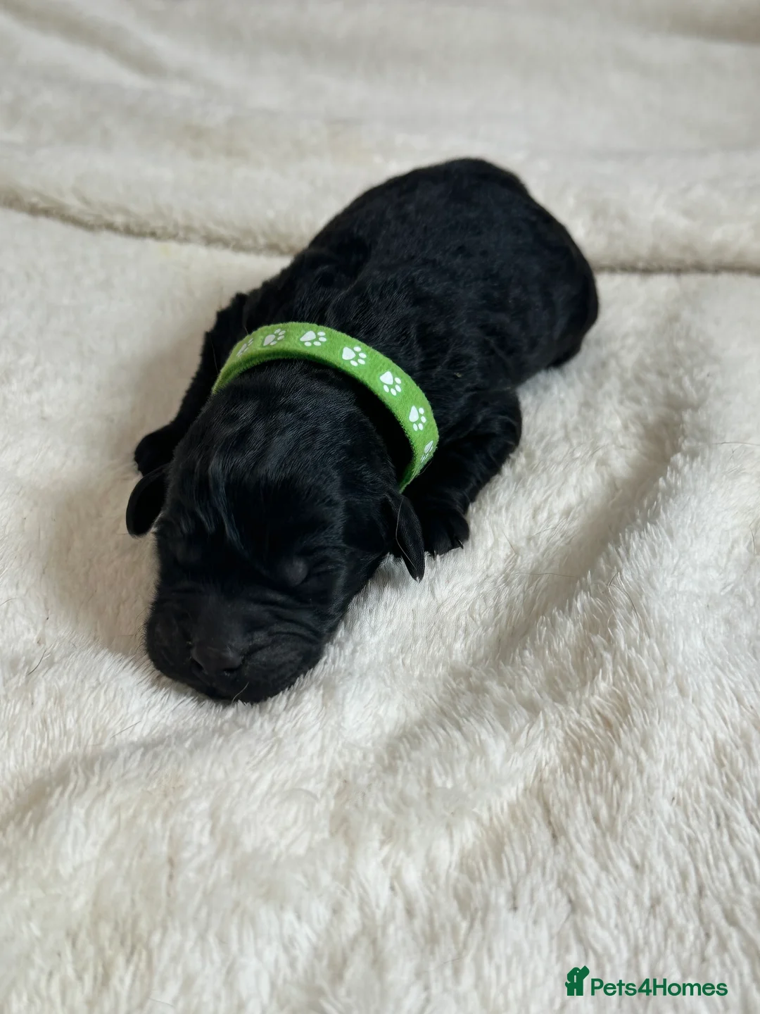 Labradoodle dogs for sale: Extensively Health Tested F1 Miniature Labradoodle - Advert 13