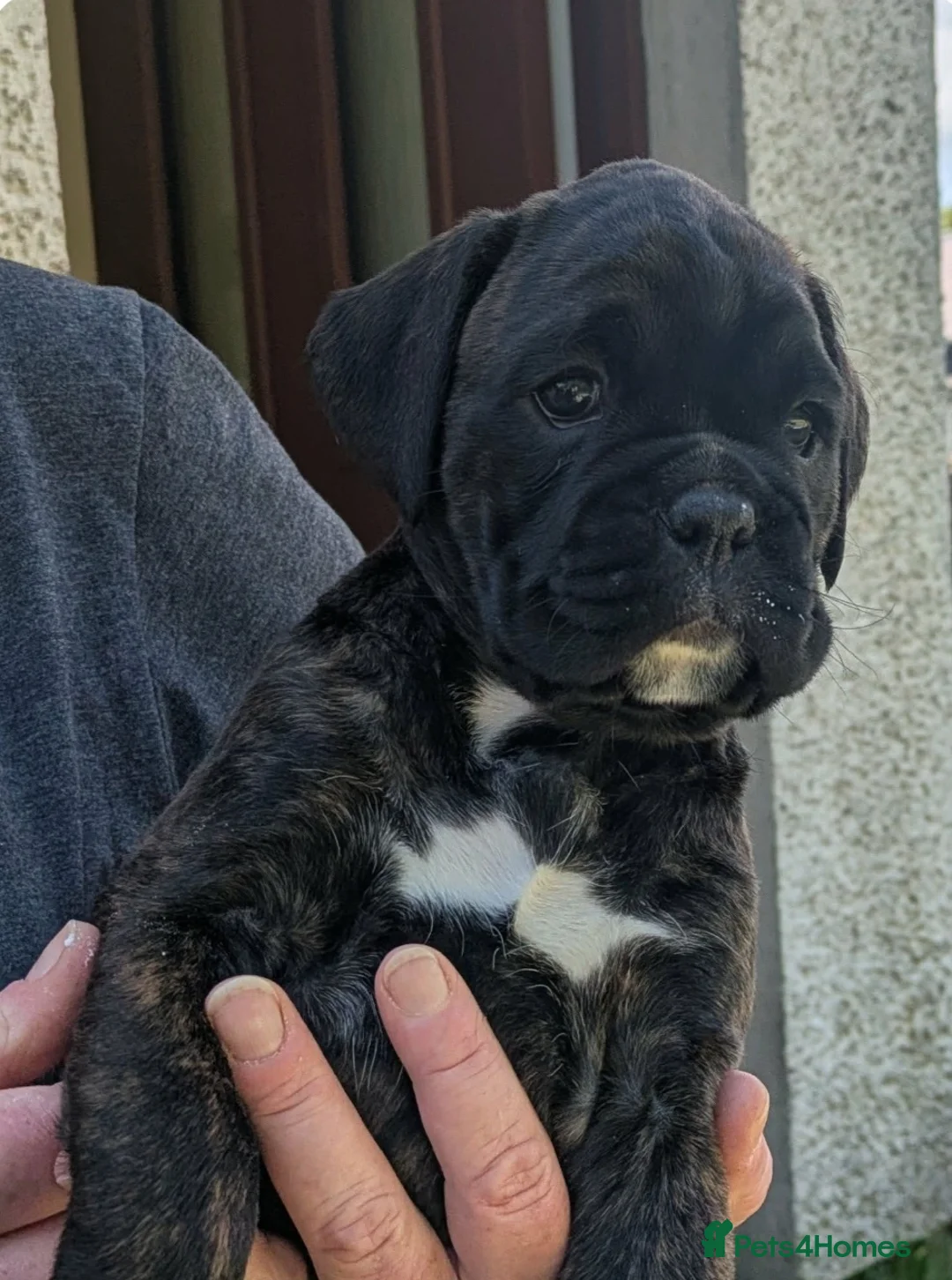 Boxer dogs for sale: Beautiful Boxer girl - Advert 1