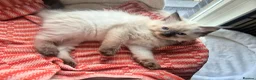 Ragdoll cats for sale: 4 beautiful ragdolls: gccf certified  - Advert 15