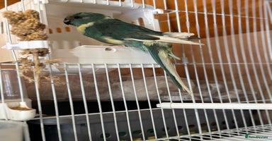 Budgerigars birds - Advert 6