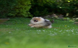 Pomeranian dogs for stud: Mini Pomerenian wolf sable male for stud - Image 2