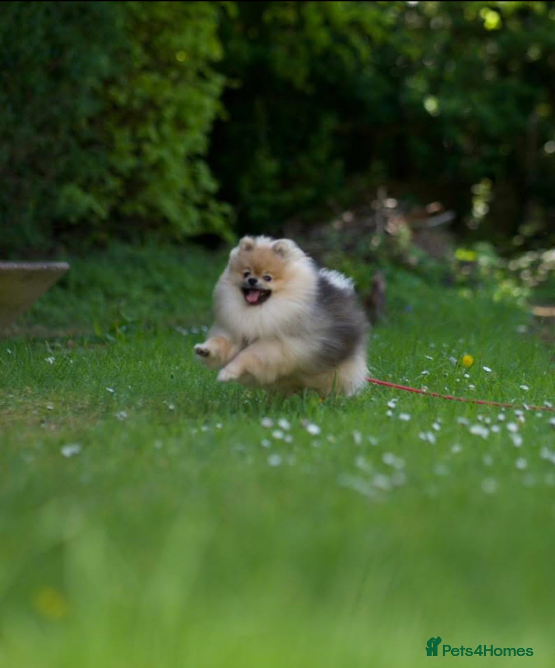 Pomeranian dogs for stud: Mini Pomerenian wolf sable male for stud - Image 2