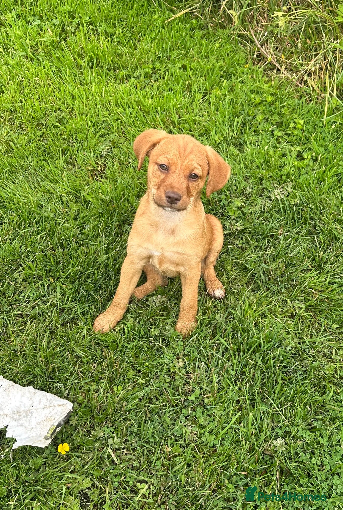 Mixed Breed dogs Gorgeous female Mixed Breed Puppy- ready now :) - Advert 12