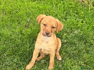 Mixed Breed dogs Gorgeous female Mixed Breed Puppy- ready now :) - Advert 1