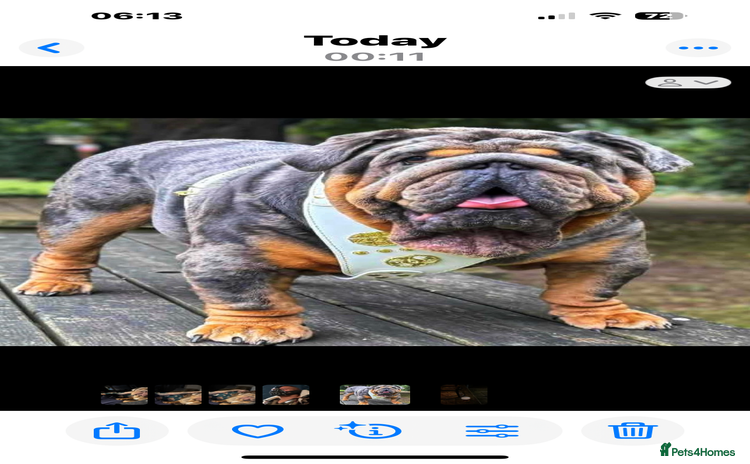 English Bulldog dogs Bugzy - Advert 11