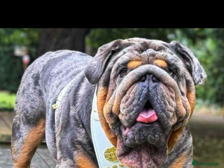 English Bulldog dogs Bugzy - Advert 11