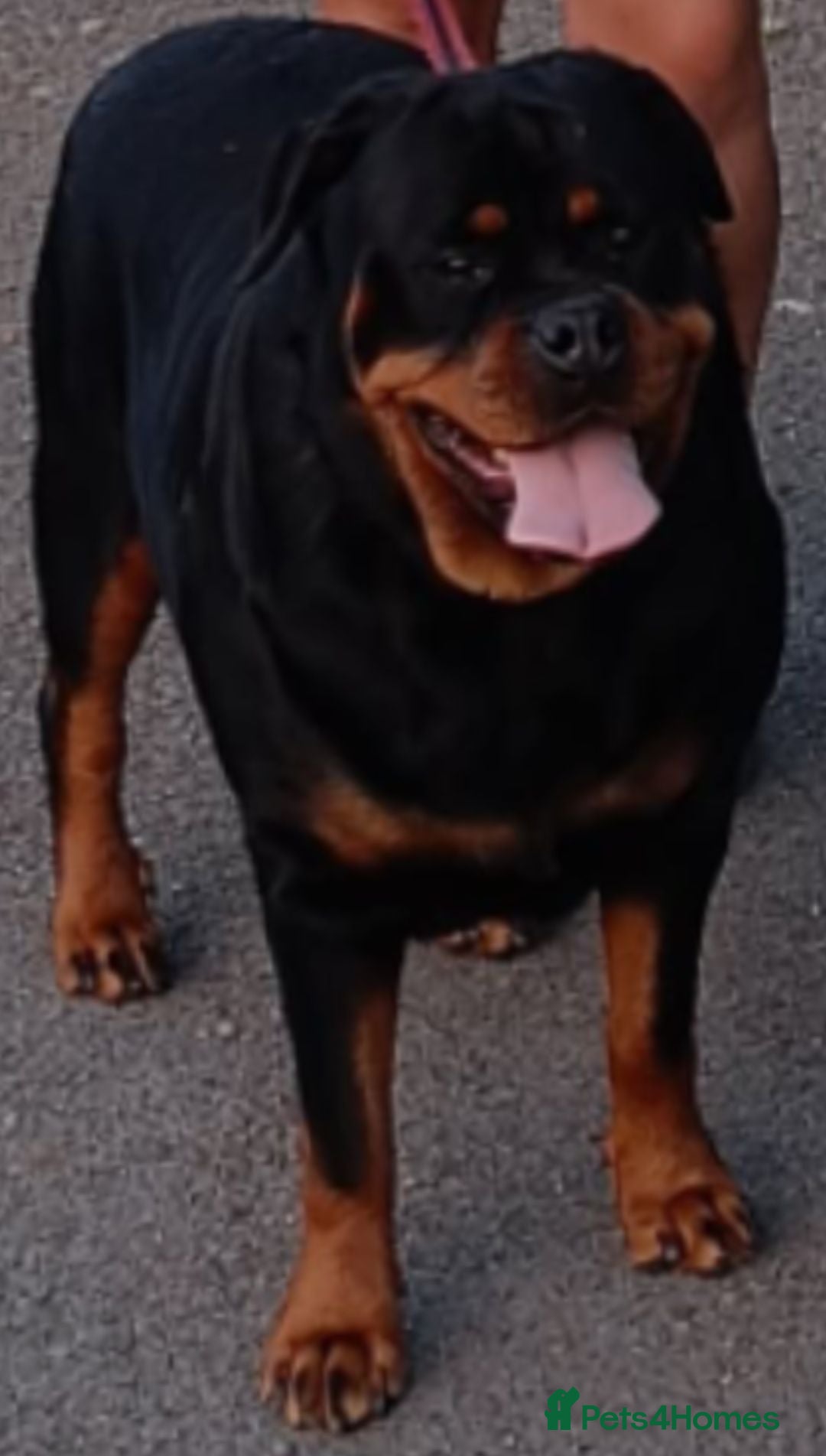 Rottweiler dogs Exceptional huge Rottweiler pups - Advert 2