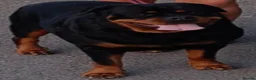 Rottweiler dogs for sale: Exceptional huge Rottweiler pups - Advert 4