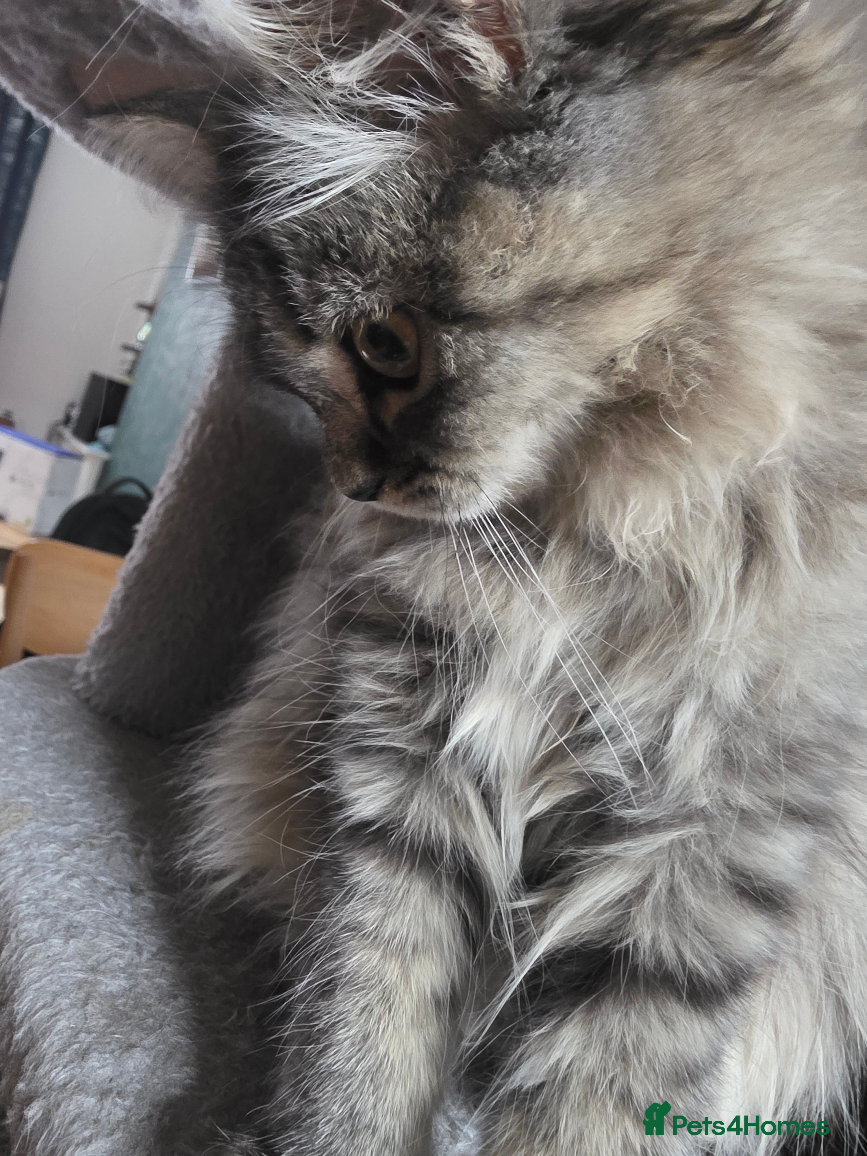 Persian cats Beautiful dollface persian chinchilla kittens  - Advert 2