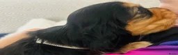 Cocker Spaniel dogs for sale: Only 1 Gorgeous KC Reg Show Cocker Boy available  - Advert 2