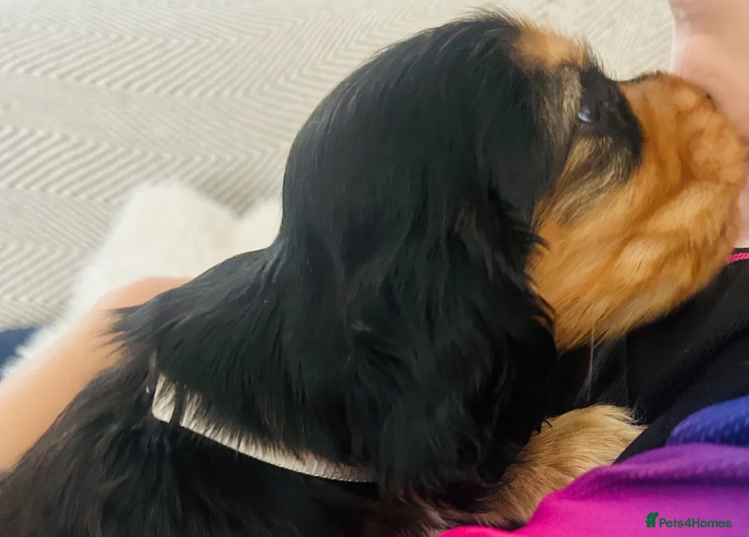 Cocker Spaniel dogs for sale: Only 1 Gorgeous KC Reg Show Cocker Boy available  - Advert 2