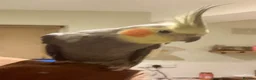 Cockatiels birds for sale: Bonded pair cockatiels  in Thirsk - Advert 2