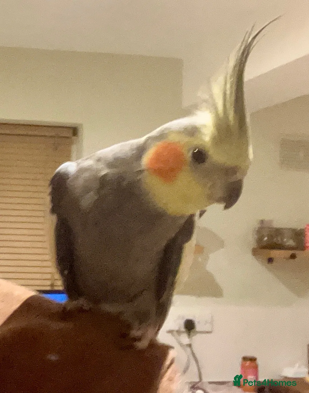 Cockatiels birds for sale: Bonded pair cockatiels  in Thirsk - Advert 2