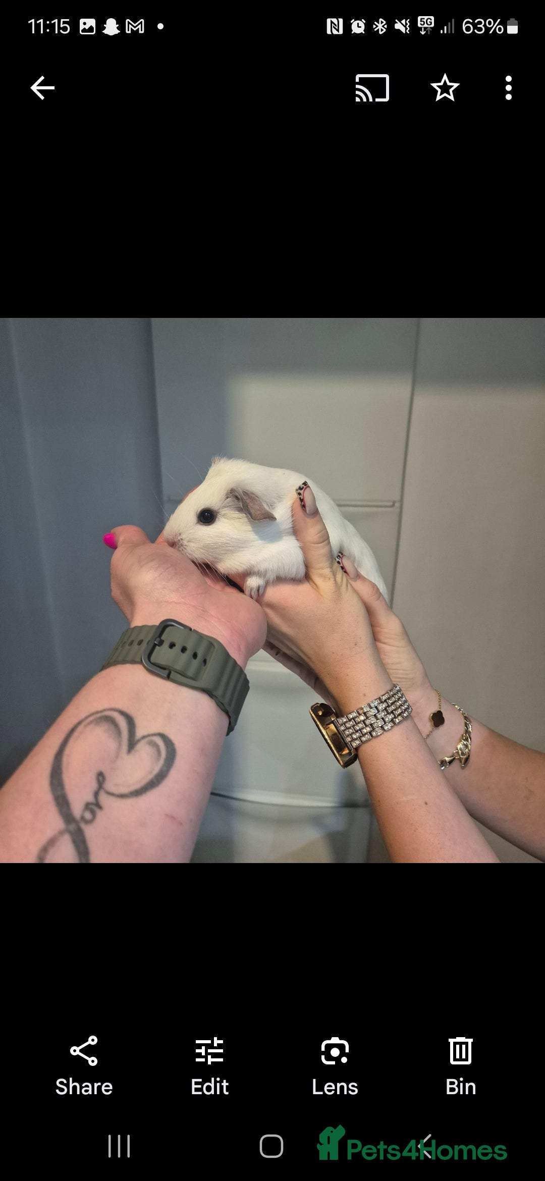 Mini Lop rabbits for sale: Guinea Pigs in Walsall - Image 11