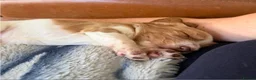Cocker Spaniel dogs for sale: Beautiful Working Cocker Spaniel Puppies 🐾 - Advert 20