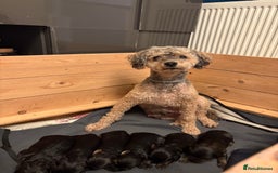 Cavapoochon dogs for sale: Gorgeous Black and Brown Cavapoo Puppies - Image 3