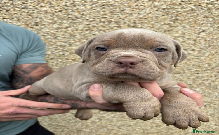 Dorset Olde Tyme Bulldogge dogs - Advert 4