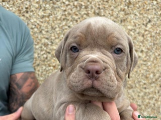 Dorset Olde Tyme Bulldogge dogs - Advert 2