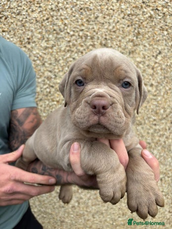 Dorset Olde Tyme Bulldogge dogs - Advert 4