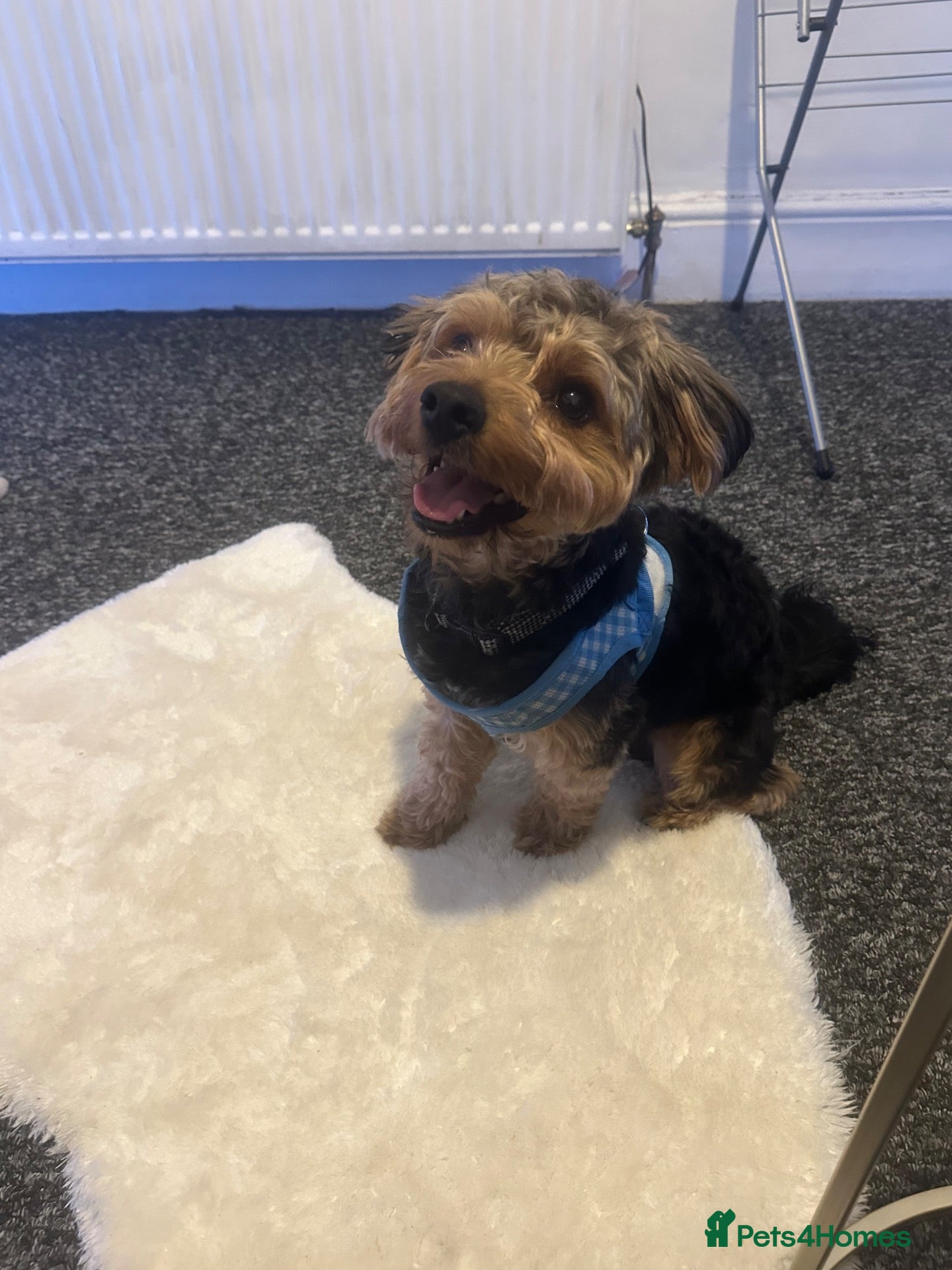 Yorkiepoo dogs Teddy  - Advert 12