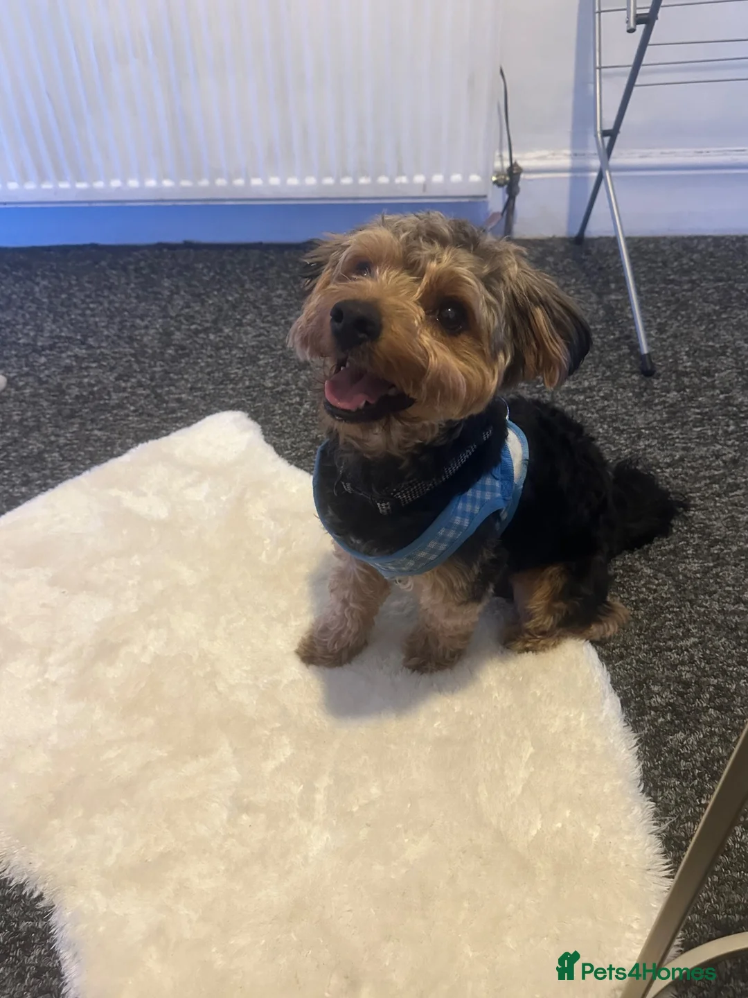 Yorkiepoo dogs for sale: Teddy  - Advert 1