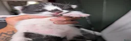 Mixed Breed cats for sale: Beautiful chunky kittens  - Advert 7