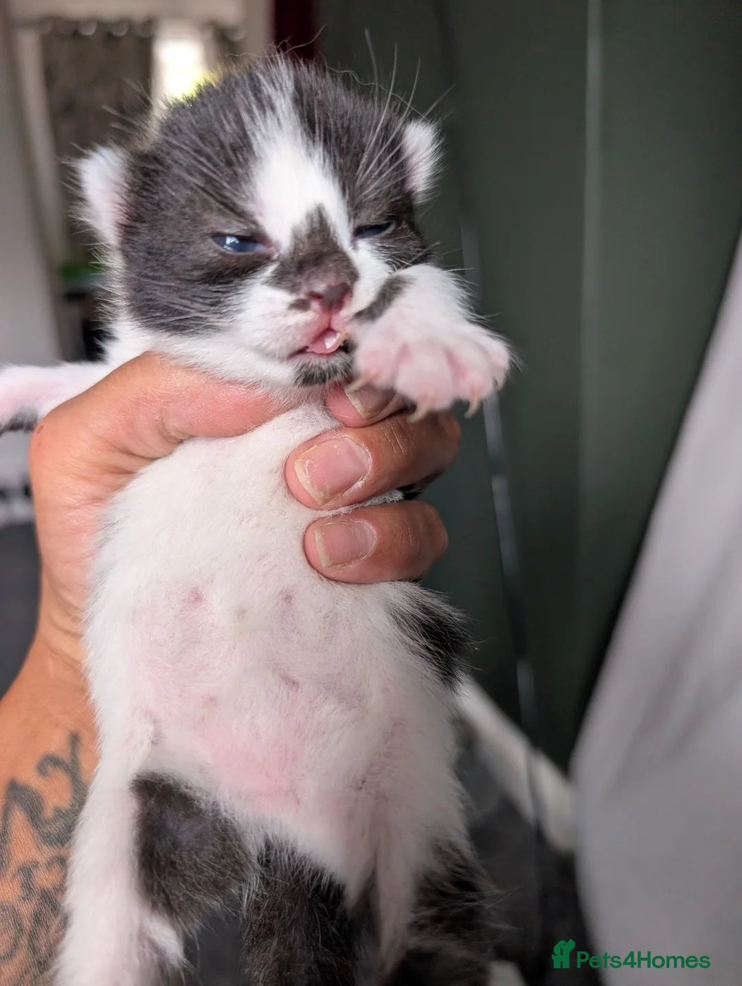 Mixed Breed cats for sale: Beautiful chunky kittens  - Advert 7