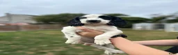 English Springer Spaniel dogs for sale: READY FOR THEIR NEW HOMES!! KC registered - Advert 7