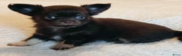 Chihuahua dogs for sale: Beautiful Chocolate Chihuahua Girls  - Advert 12