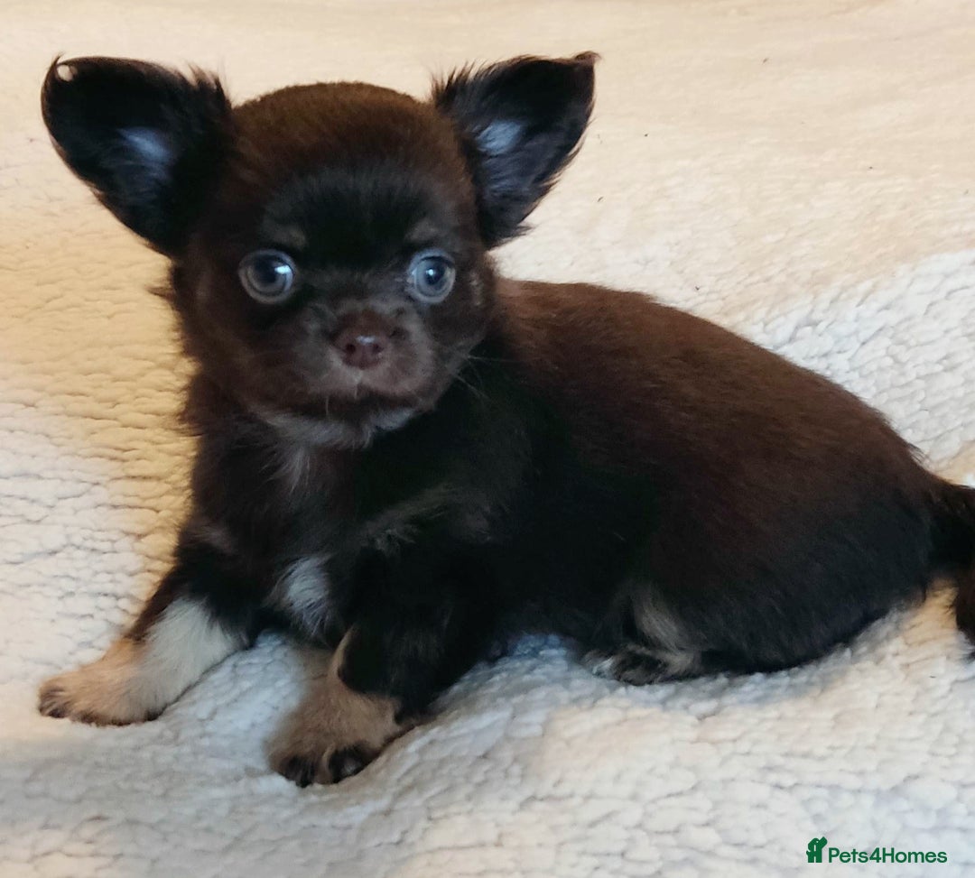 Chihuahua dogs for sale: Beautiful Chocolate Chihuahua Girls  - Advert 12