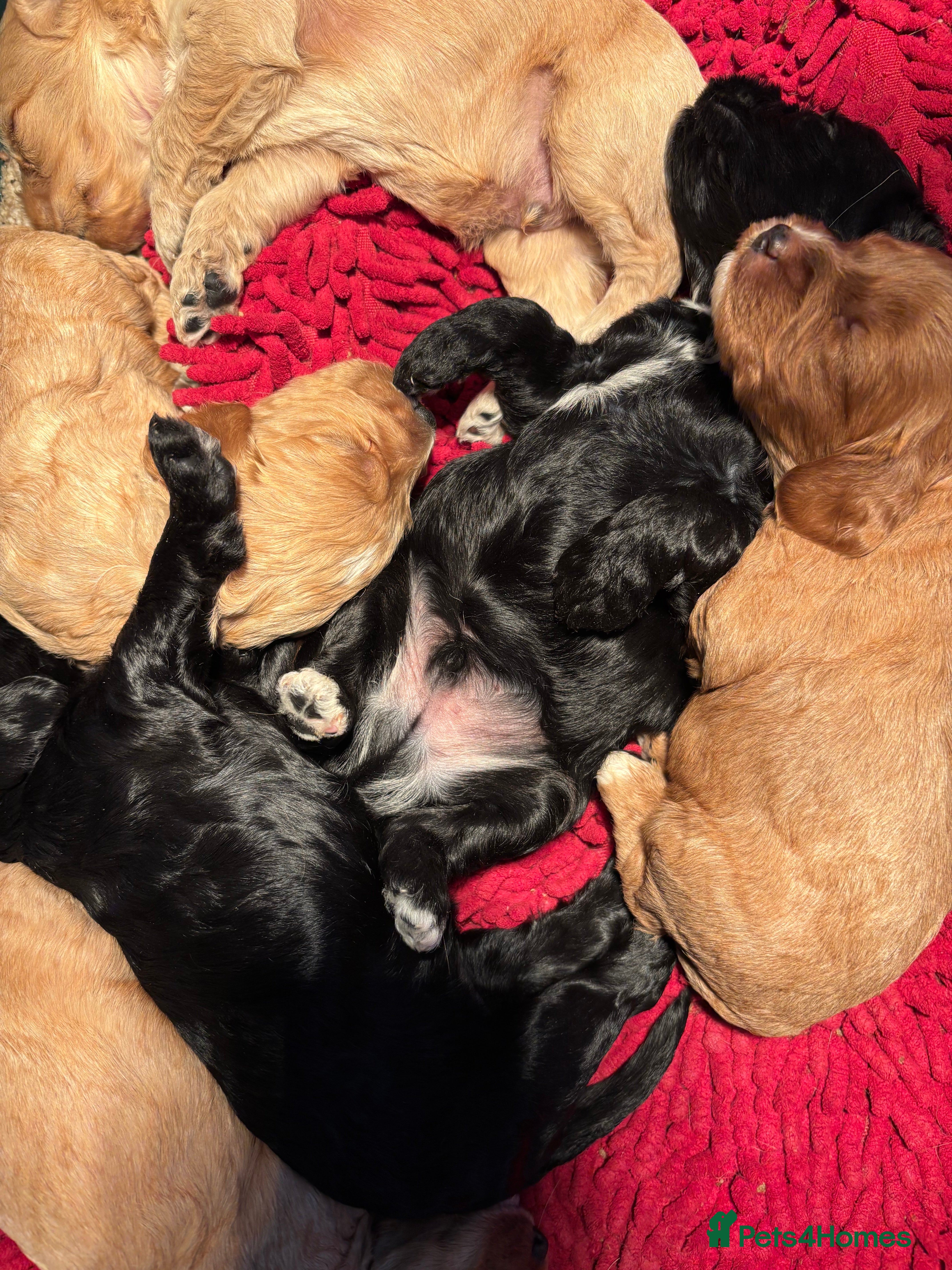 Cockapoo dogs Cockerpoo puppies - Advert 12