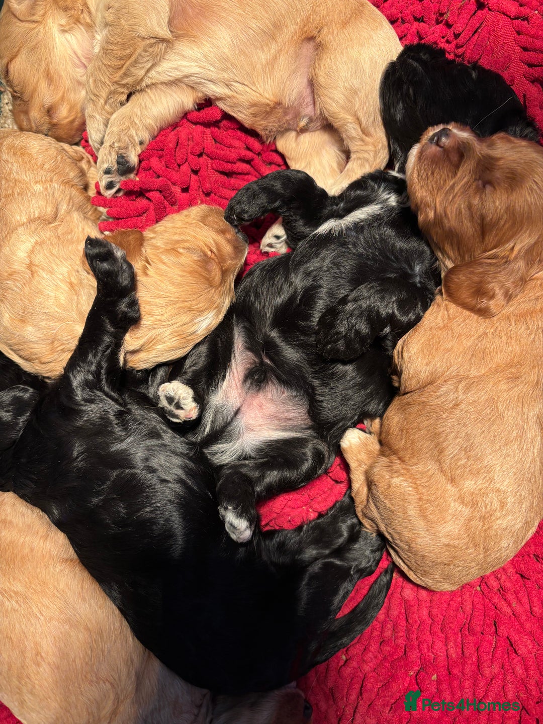 Cockapoo dogs for sale: Cockerpoo puppies - Advert 1