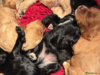 Cockapoo dogs Cockerpoo puppies - Advert 17