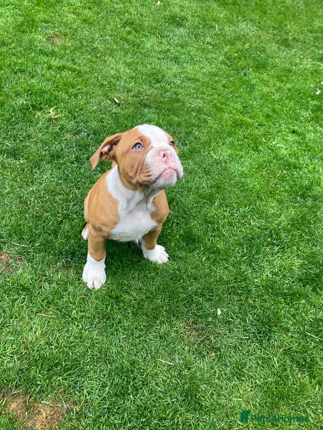 Old Tyme Bulldog dogs for sale: Bulldog pups 💜 1 GIRL LEFT REDUCED 💜   - Image 14