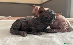 Sphynx cats for sale: 3 beautiful GIRlS available ❤️  - Image 9