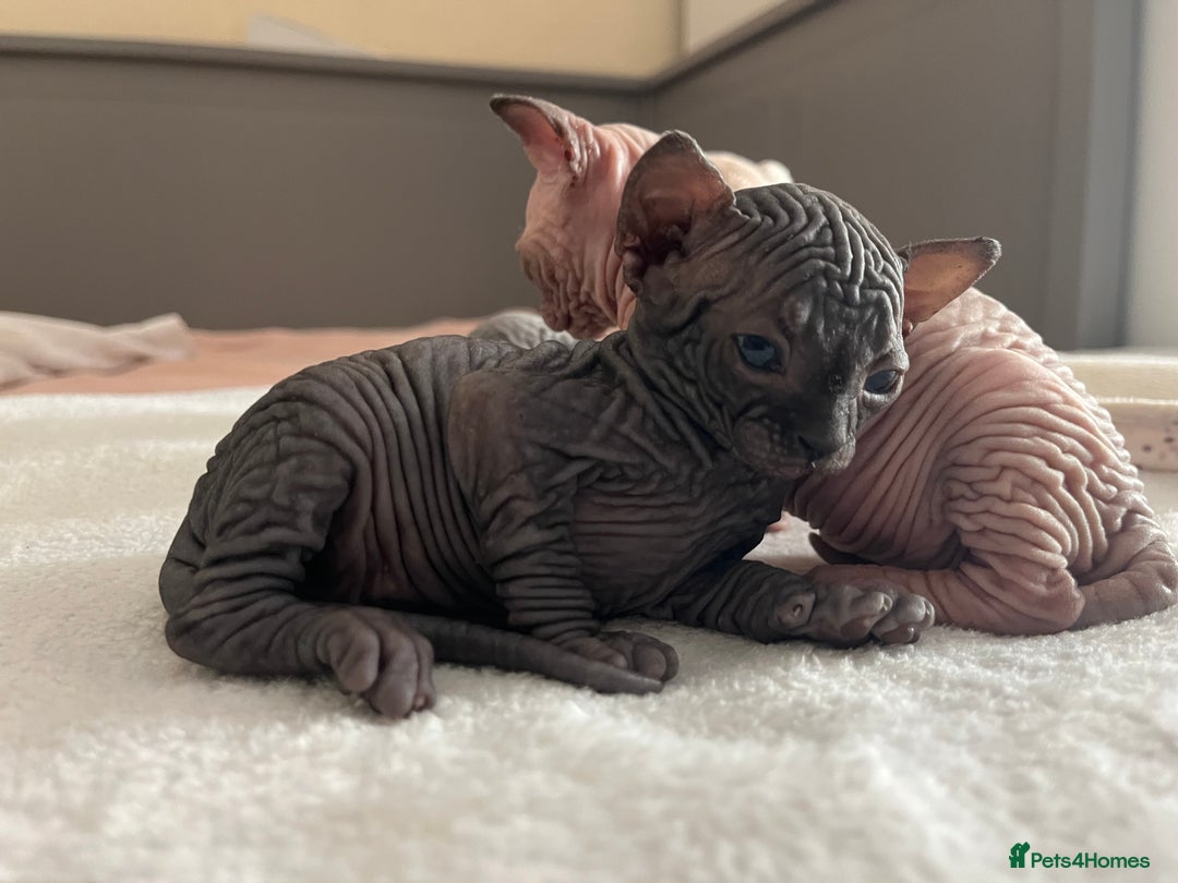 Sphynx cats for sale: 3 beautiful GIRlS available ❤️  - Image 9