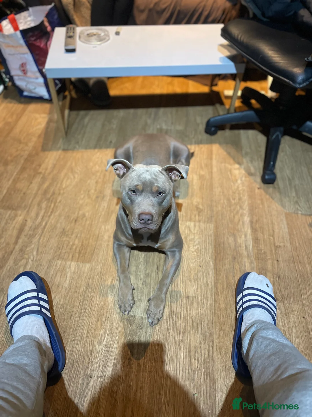 American Bull Staffy dogs for stud: Chance For Stud  - Advert 2