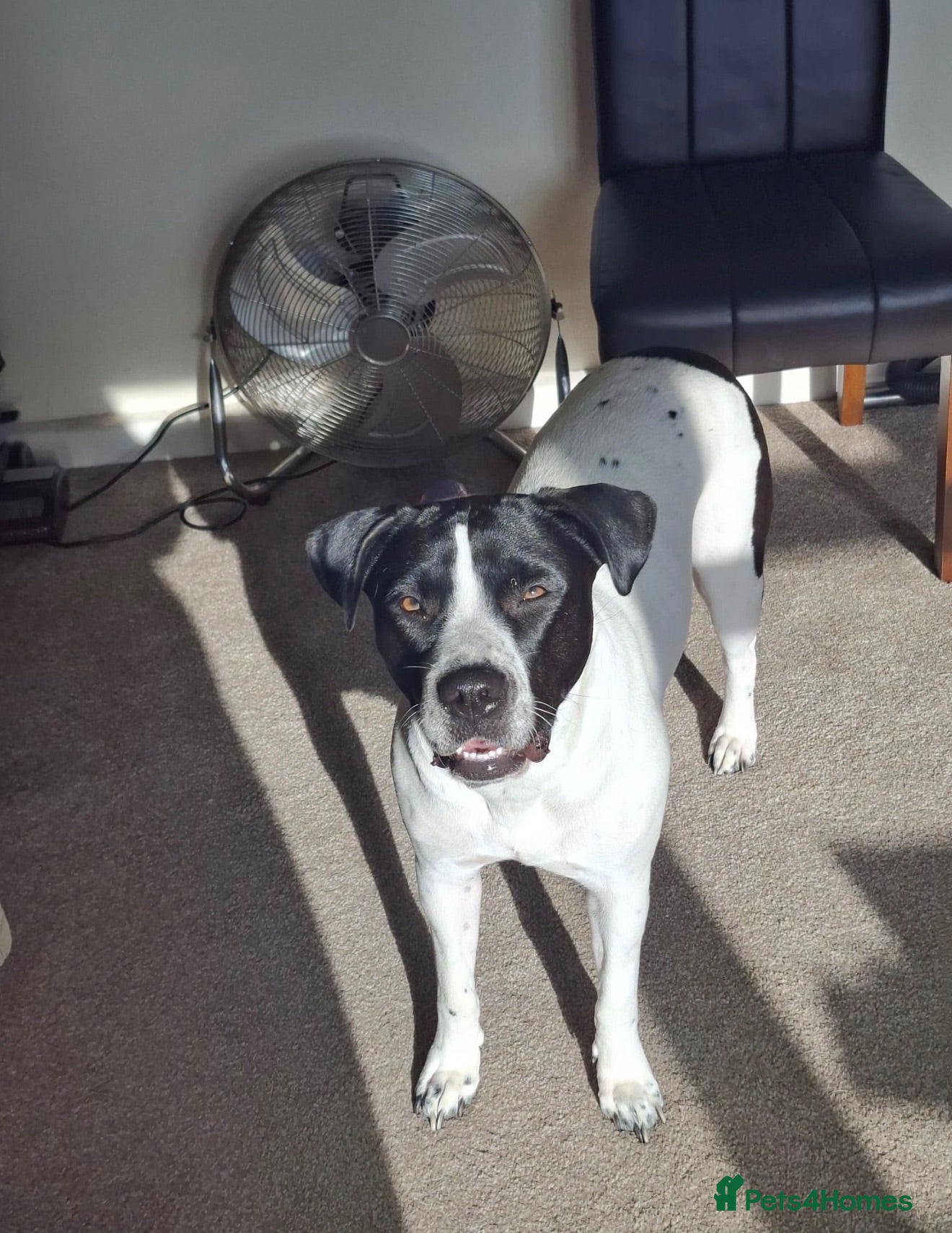 Mixed Breed dogs 20 month old Mavis … please read  - Advert 1