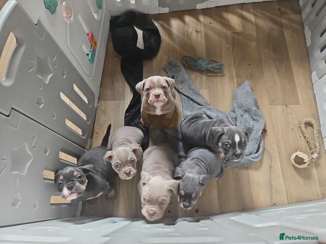 Dorset Olde Tyme Bulldogge dogs for sale: Olde english bulldogge - Advert 2