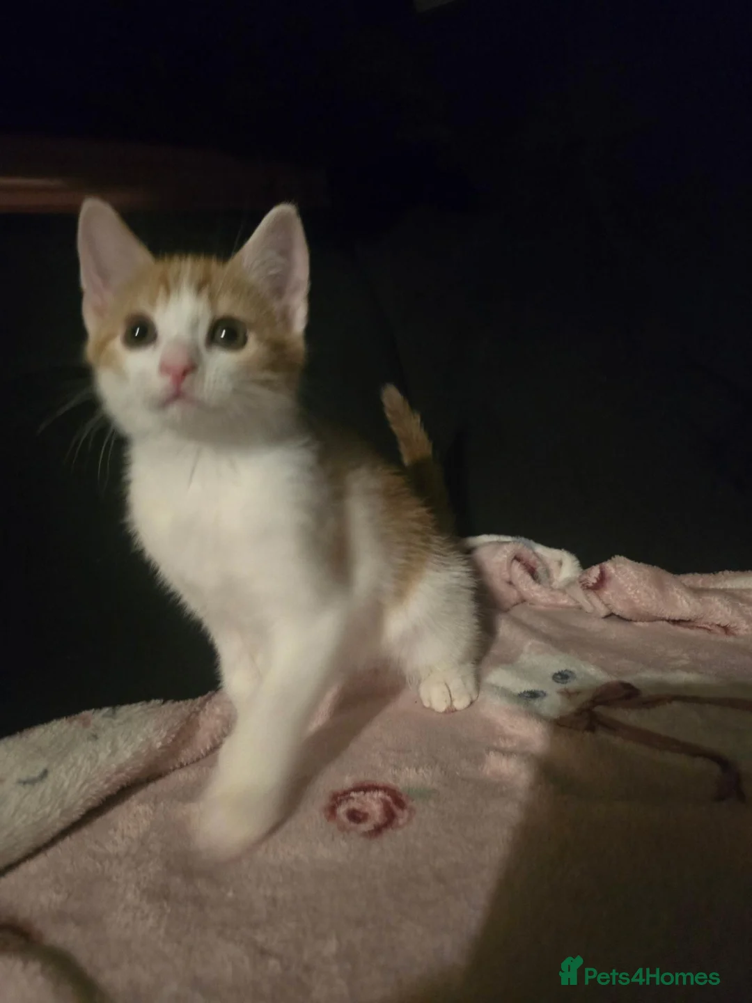 Mixed Breed cats for sale: Kittens  - Advert 2