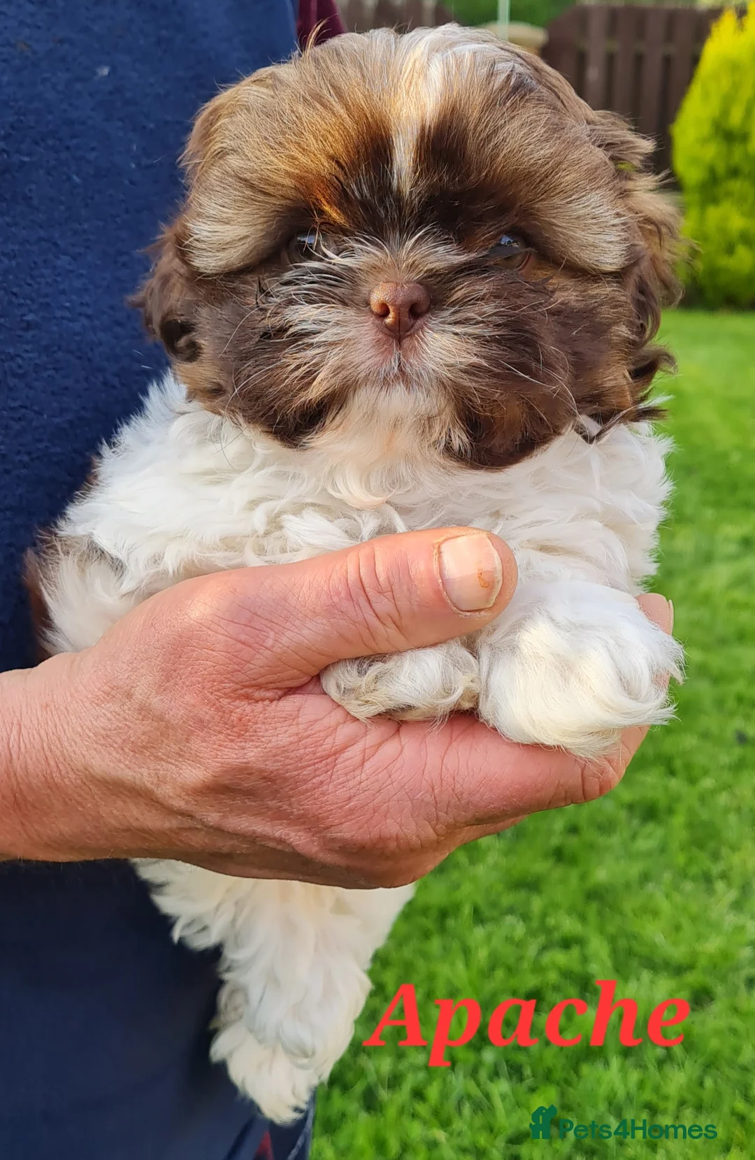 Shih Tzu dogs for sale: Imperial Shih Tzu female, 22 months KC registered. - Advert 26