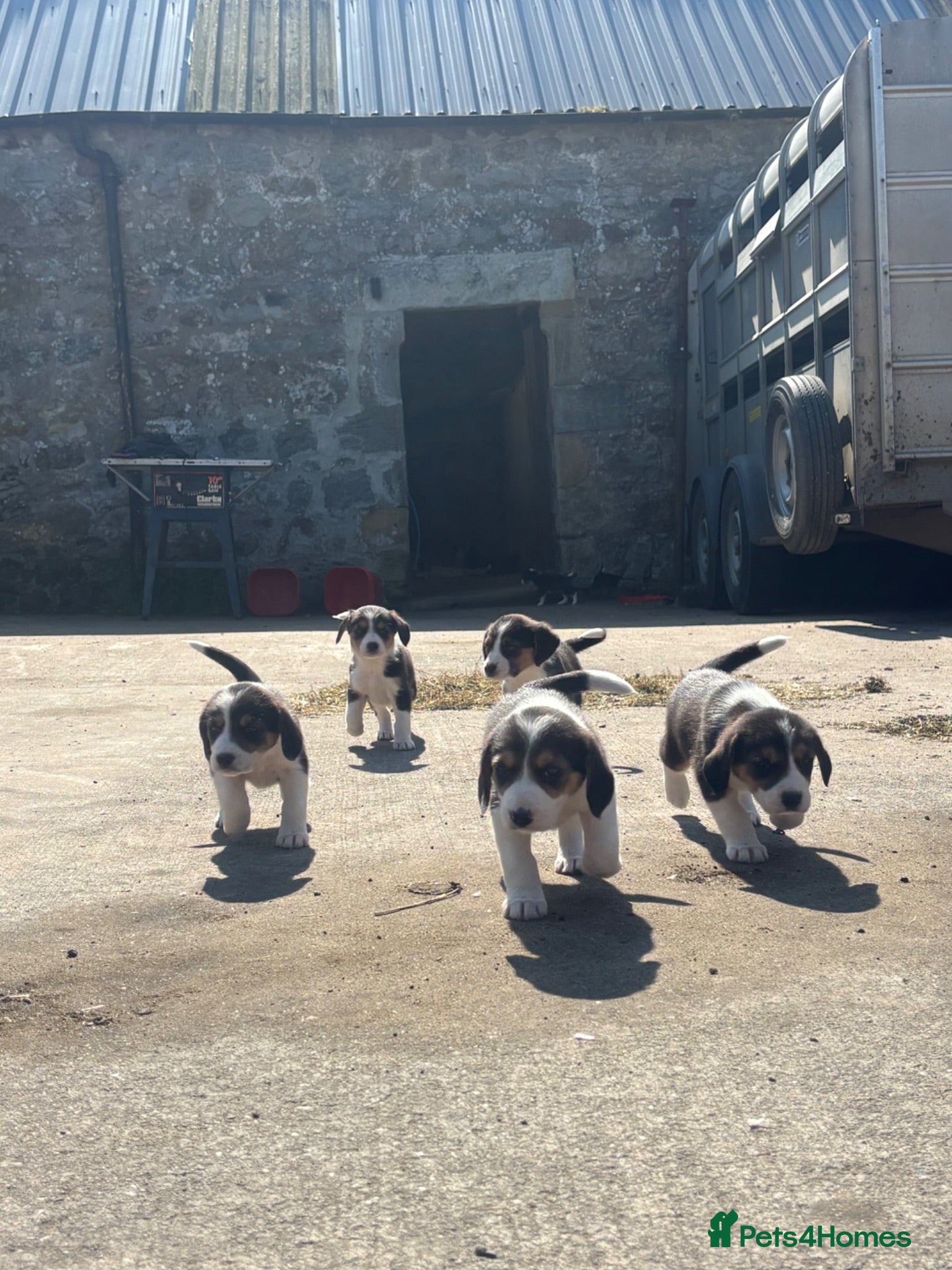 Mixed Breed dogs Border collie x beagle pups - Advert 10