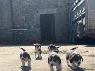 Mixed Breed dogs Beagle x border collie pups - Advert 3