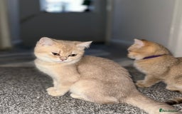British Shorthair cats for sale: *READY NOW* TICA registered BSH kittens - Image 18