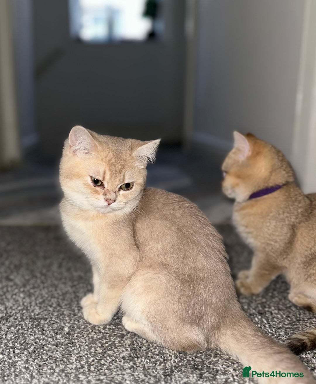 British Shorthair cats for sale: *READY NOW* TICA registered BSH kittens - Image 18