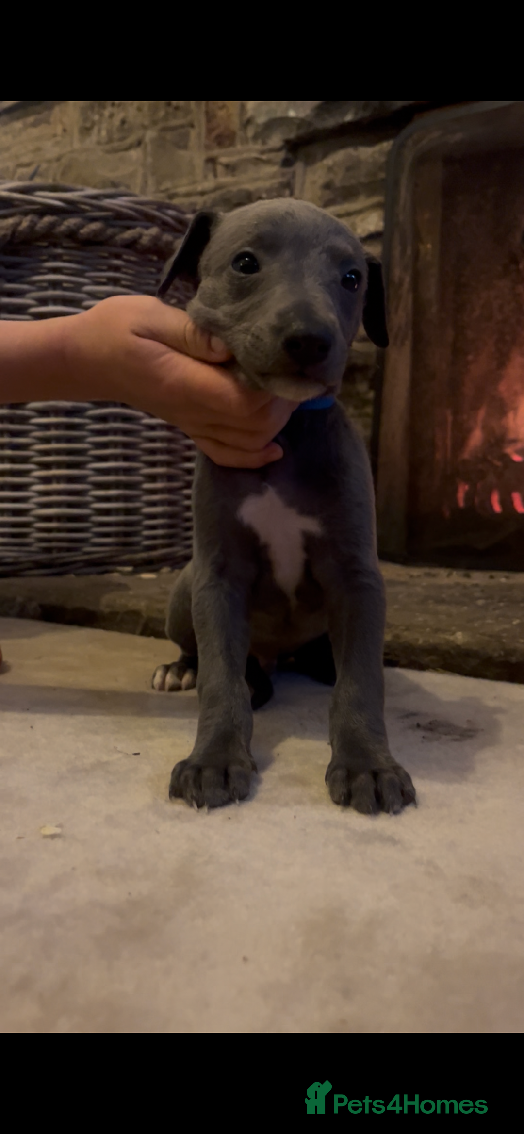 Whippet dogs for sale: Stunning Blue Whippet, white flecks  - Image 14